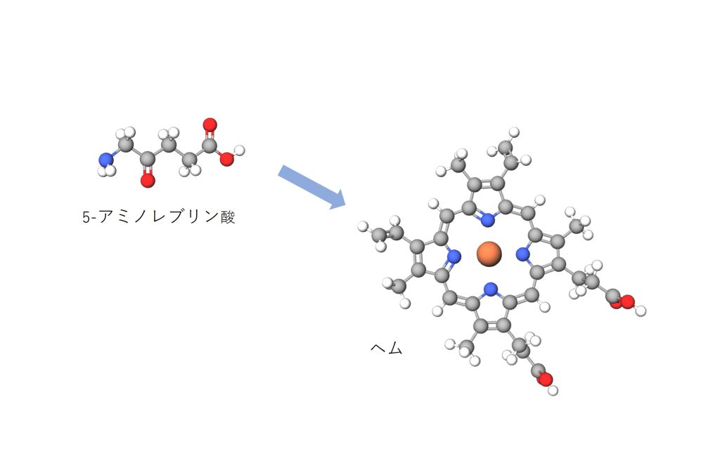 5-アミノレブリン酸からヘムの生成