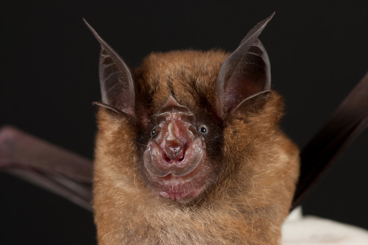 チュウゴクキクガシラコウモリ (Chinese horseshoe bat)