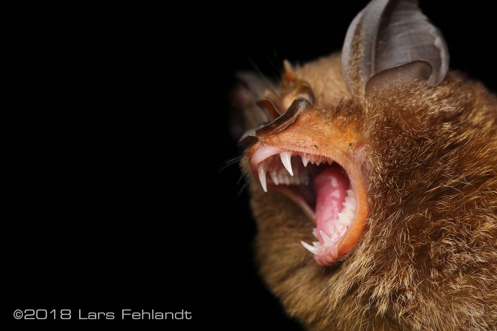 武漢ウイルス研究所の石正麗研究員らが実験に用いていたキクガシラコウモリ