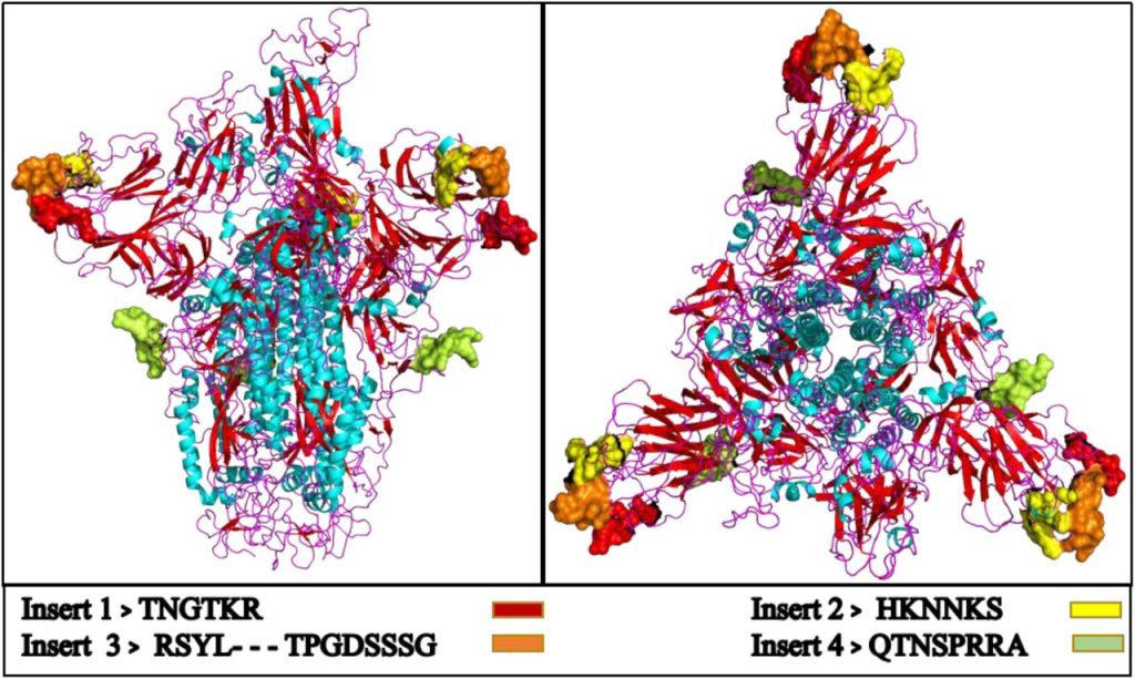 スパイク蛋白三量体の立体構造