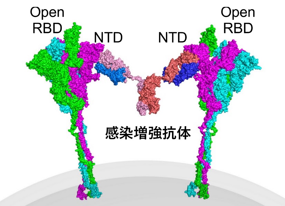 感染を増強する抗体_大阪大学劉・荒瀬ら