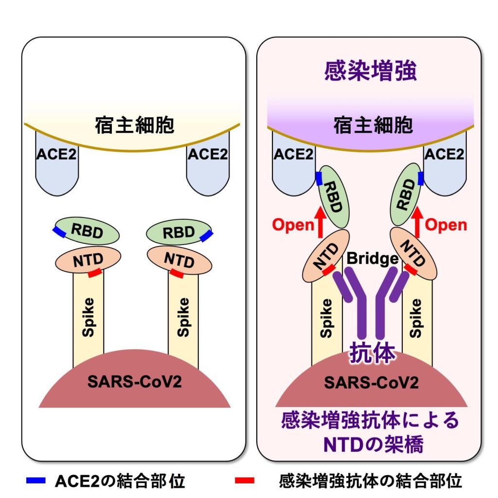 新型コロナウイルス感染を増強する抗体_大阪大学劉・荒瀬